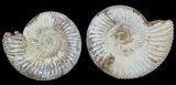 2 1/2" Perisphinctes Ammonites Fossils - Madagascar - Photo 4